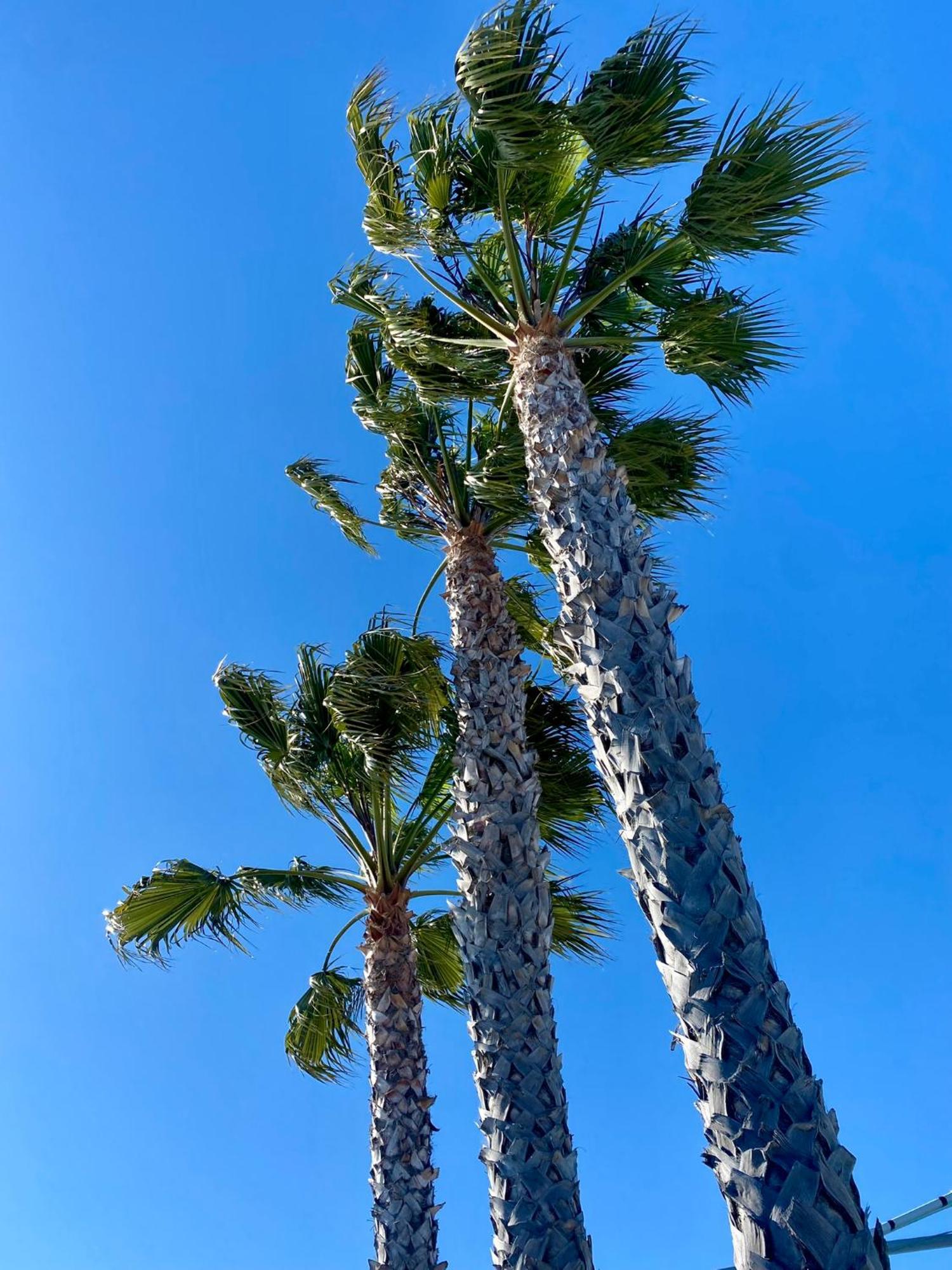 The Grove At Pismo Beach Extérieur photo